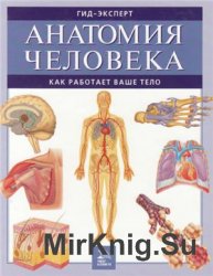 Анатомия человека. Как работает ваше тело