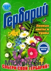 Гербарий. Лесные цветы и травы