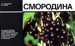 Смородина (1988)